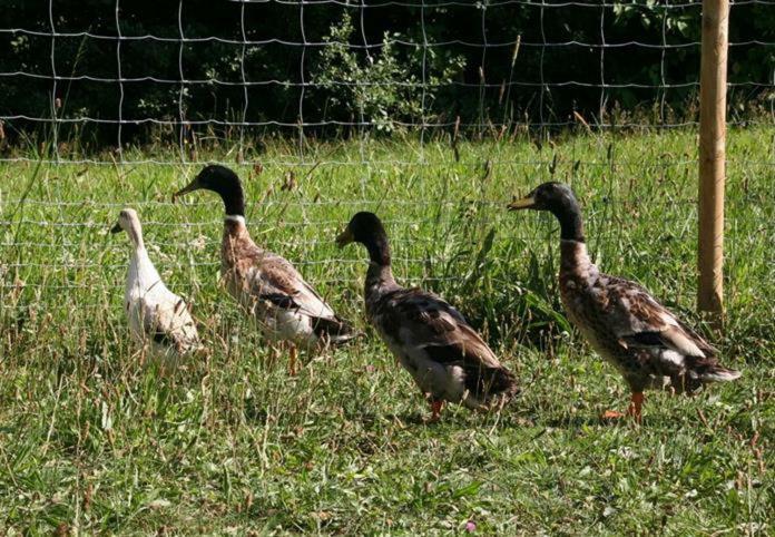 Schoenhaar Schwenden 2 Argenbuhl Dış mekan fotoğraf